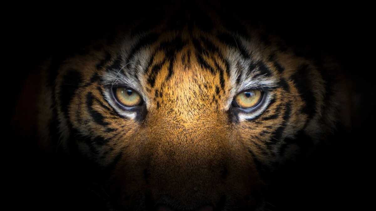    Фото: apiguide/Shutterstock/Fotodom