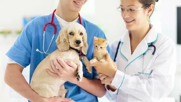Ветеринарные клиники получили освобождение от НДС — это большое подспорье малому и среднему бизнесу