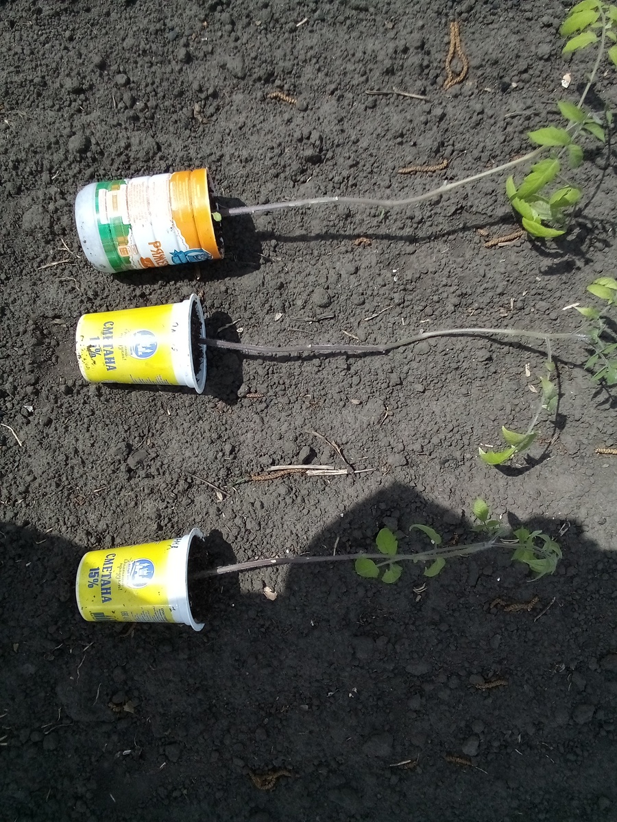 Ноги рассады на юг