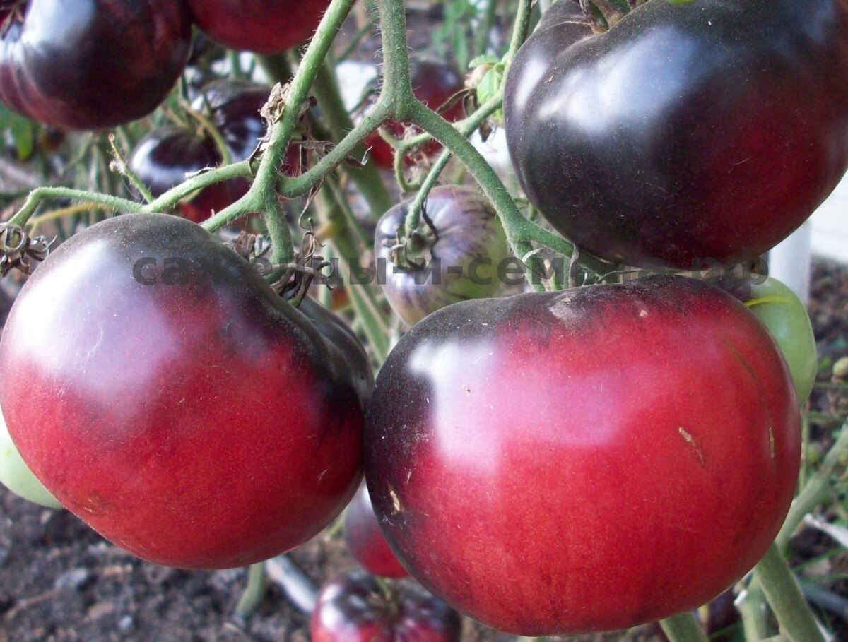 Не долго осталось ждать