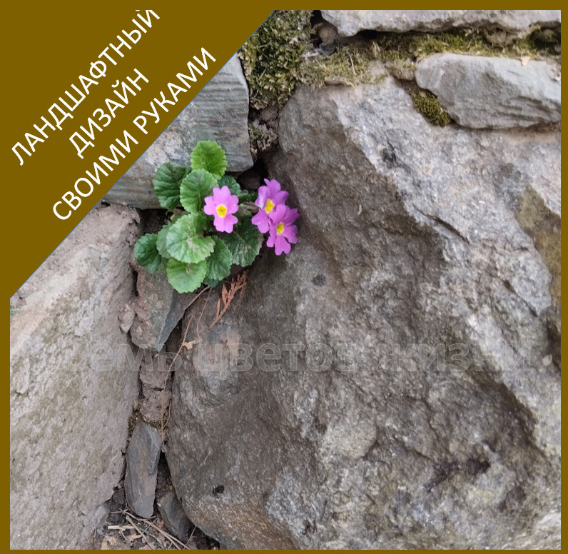 Скалка после первой зимовки  и одевается в красивые цветочки