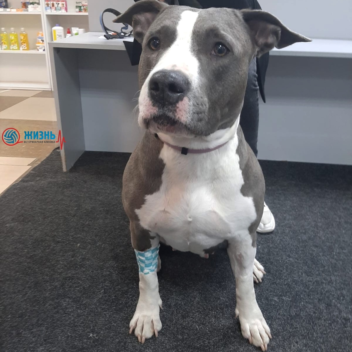 Стафордширский терьер Винни на приеме в ветеринарной клинике в Калуге Жизнь.