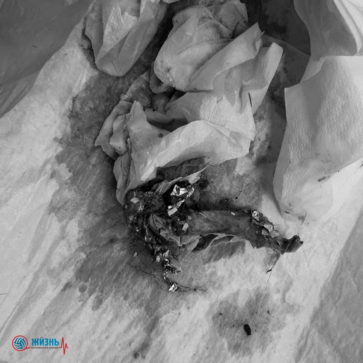 Собака съела ткань из подложки от курицы. 