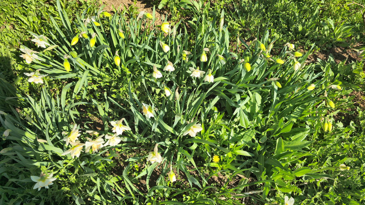 Ранние нарциссы