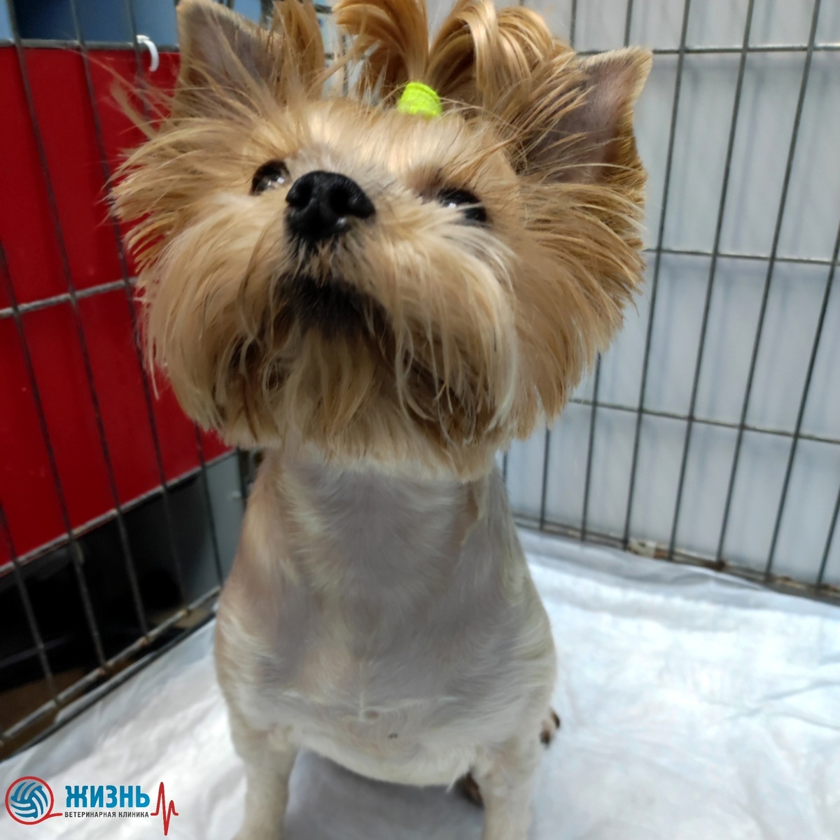 Йоркширский терьер Сильвия на операции в ветклинике в Калуге Жизнь.