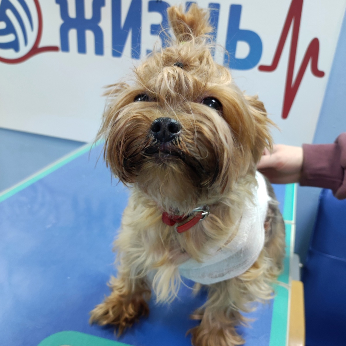 Боня на приеме в ветеринарной клинике в Калуге Жизнь. 