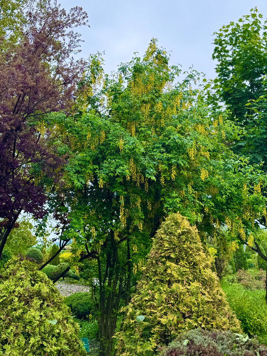 фото Сад в стиле Paradise ®