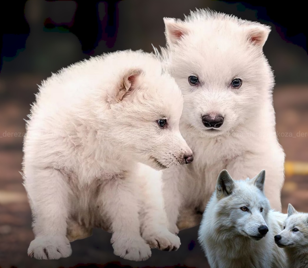 Фото созданных лютоволков, фотоколлаж автора статьи