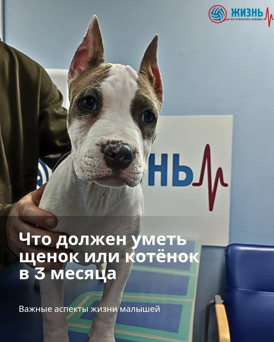 Пациент ветеринарной клиники в Калуге Жизнь.