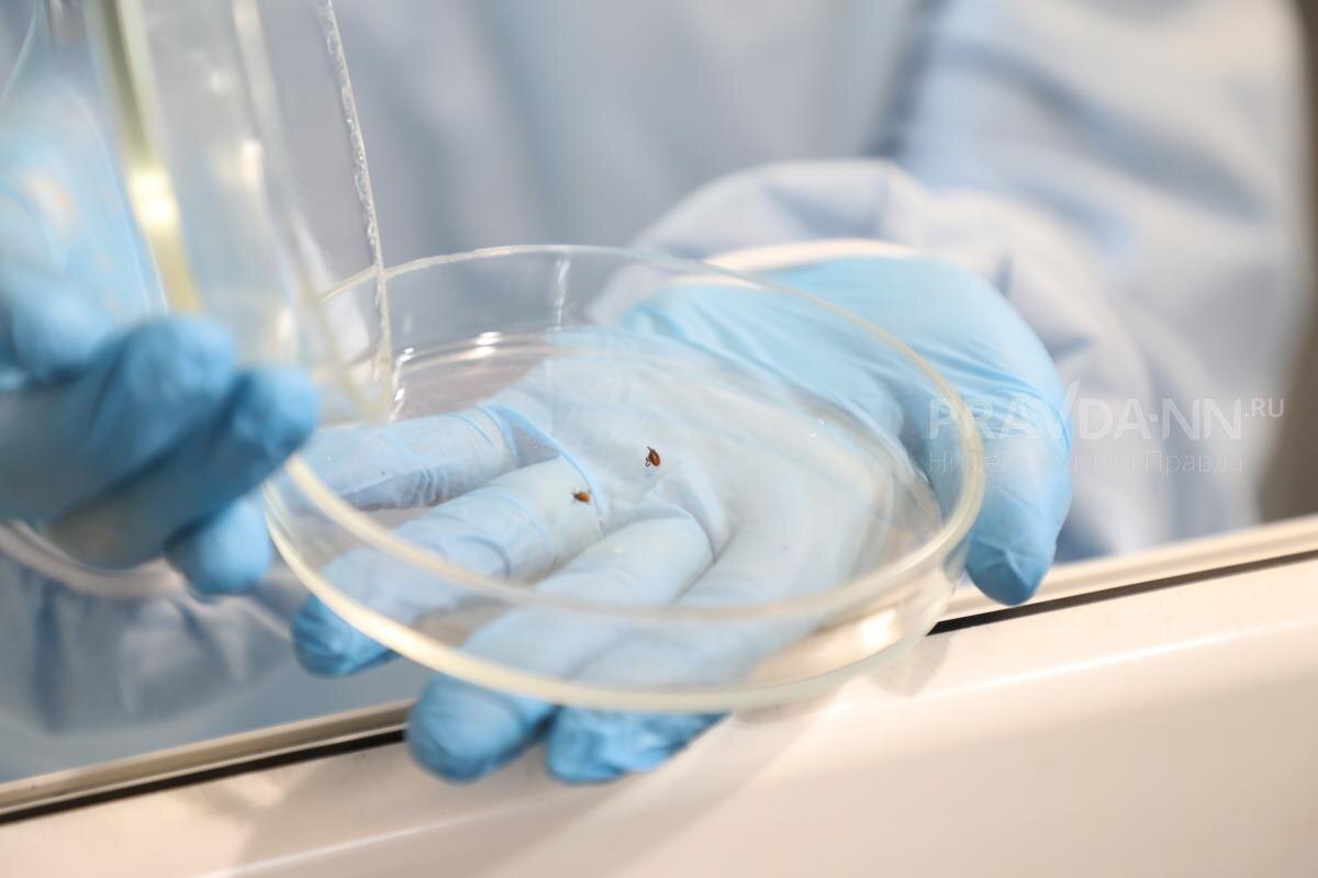    Количество обращений по поводу присасывания клещей выше, чем в прошлом году