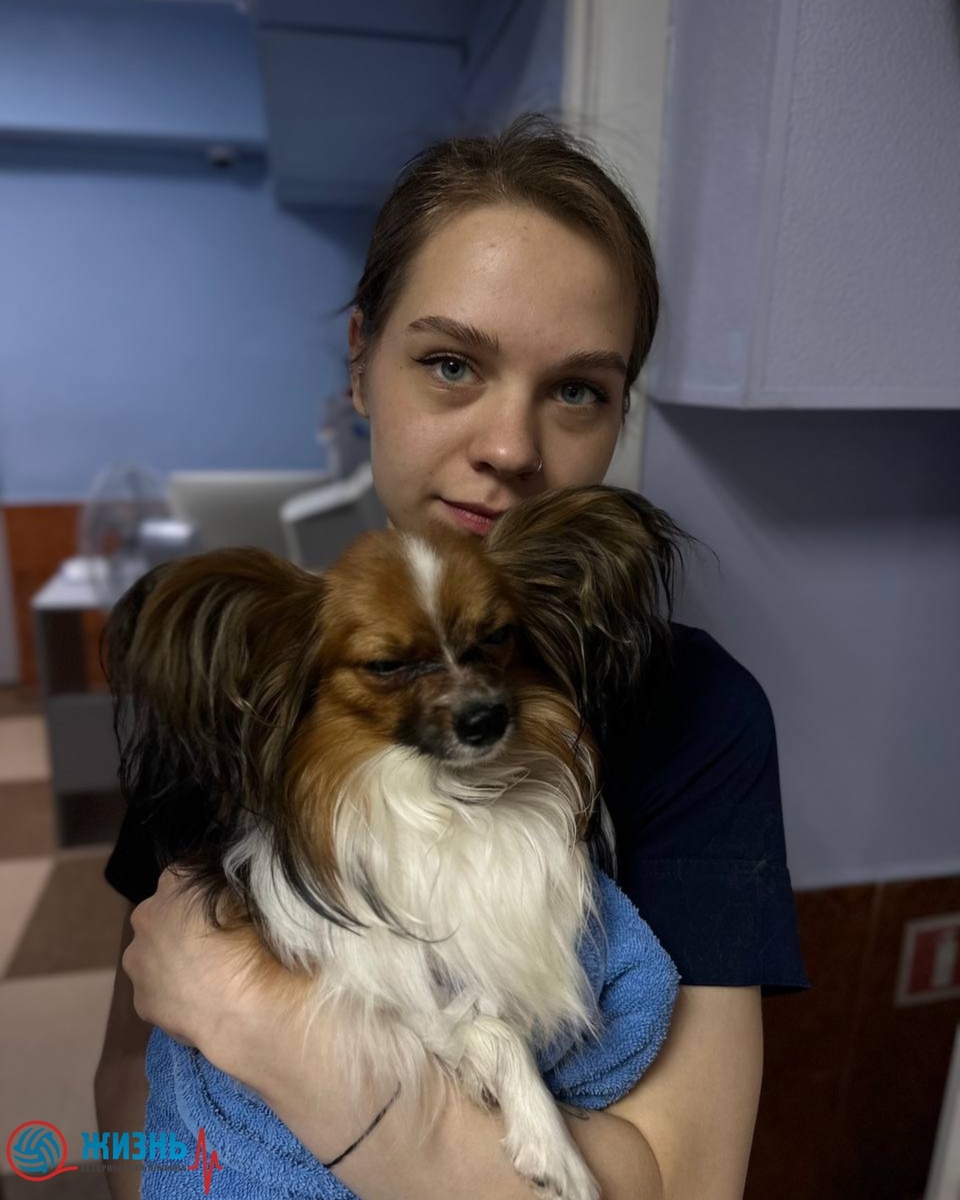 Папильон Шерлок на плановой кастрации в ветеринарной клинике в Калуге Жизнь.