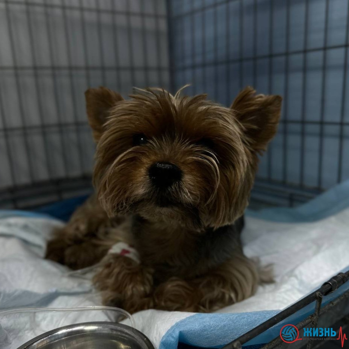 Йоркширский терьер Гуф на стационаре в ветеринарной клинике в Калуге Жизнь. 