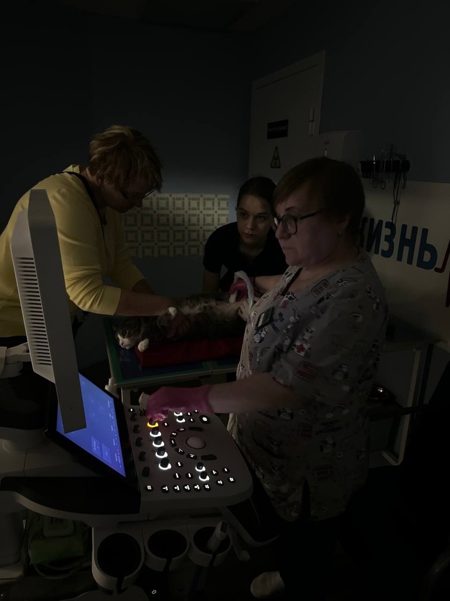 УЗИ животным в ветеринарной клинике в Калуге Жизнь.