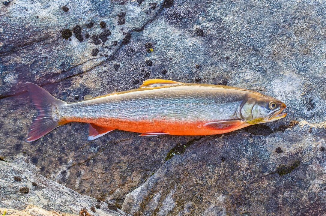 Рыба - голец