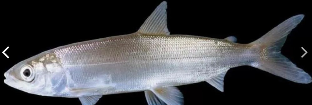 Рыба - омуль