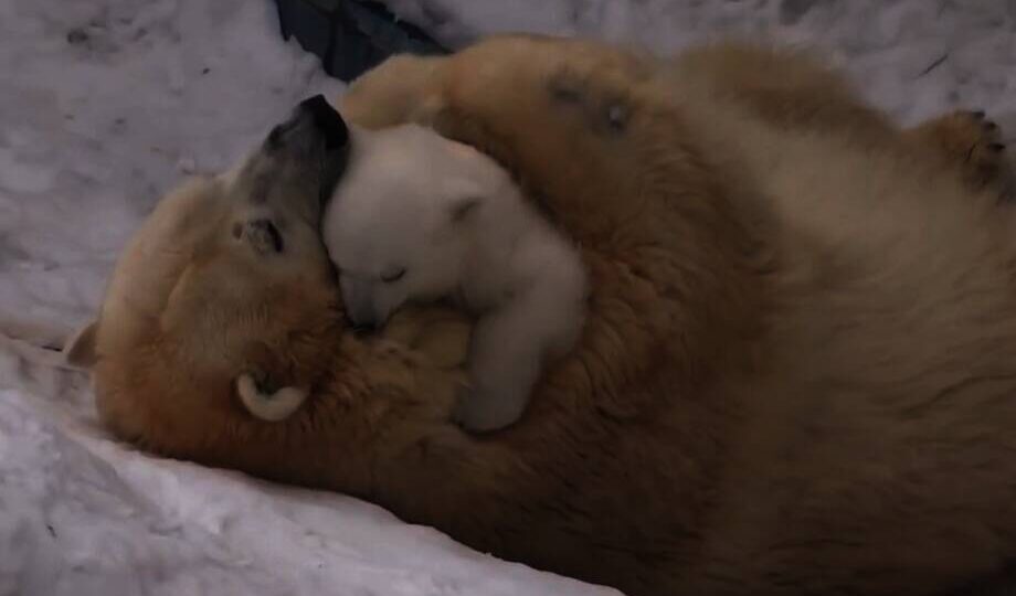 Видео: белая медведица обнимается и играет со своим медвежонком