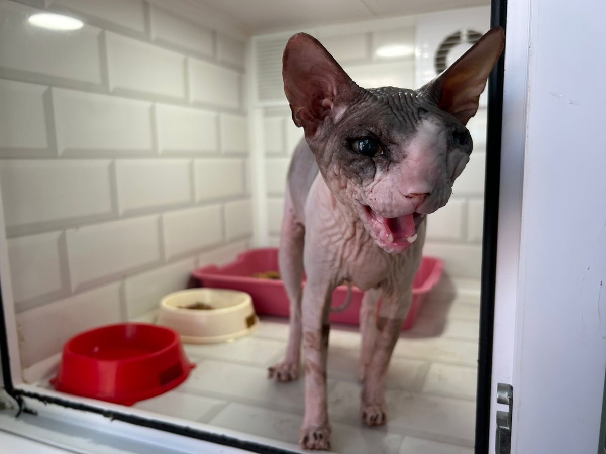 Кое-как прокормили больных животных...