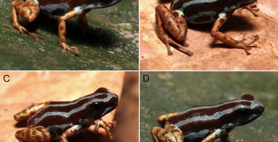    Фото: PLOS One (2025). DOI: 10.1371/journal.pone.0321748