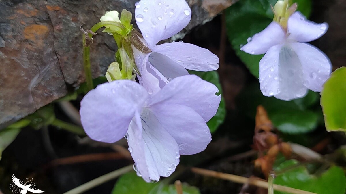     Источник: Пресс-служба Комсомольского заповедника