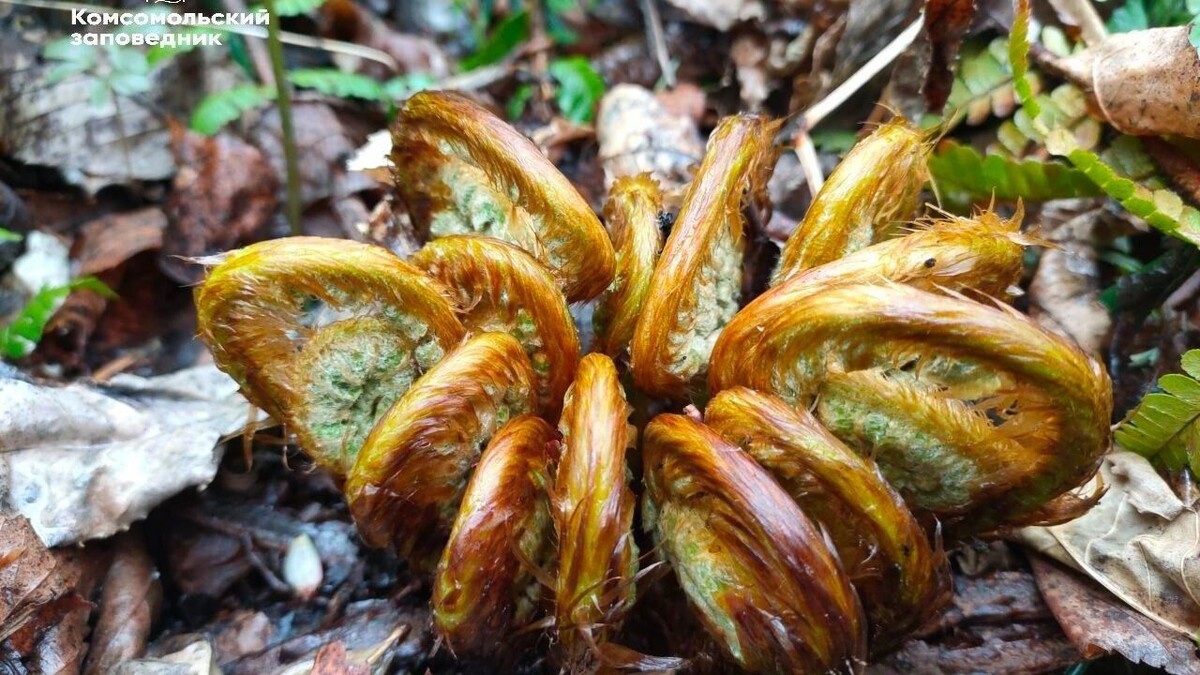     Источник: Пресс-служба Комсомольского заповедника