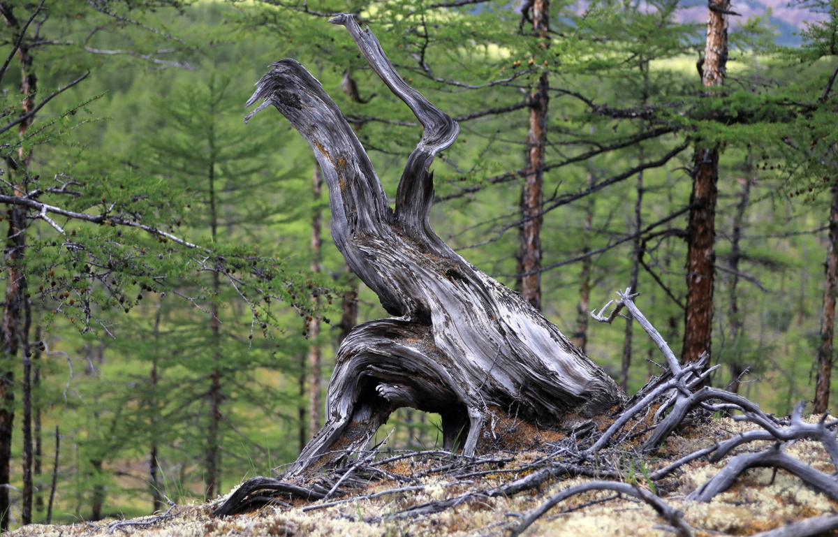 Лесная фантазия. Фото: Владимир Горбатовский