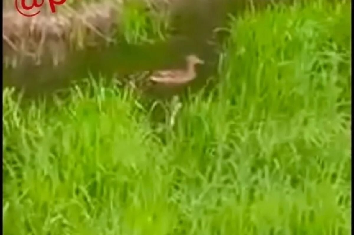    Минлесхоз: в Пензенской области наблюдается ранний выводок кряквы