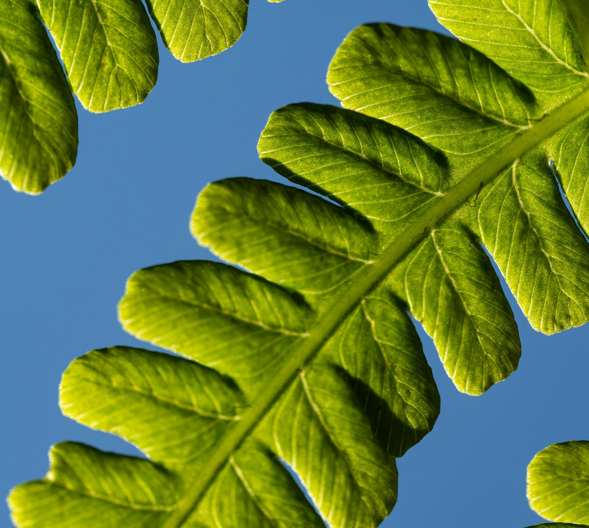 Фото с бесплатного фотостока https://unsplash.com, автор Flora Orosz