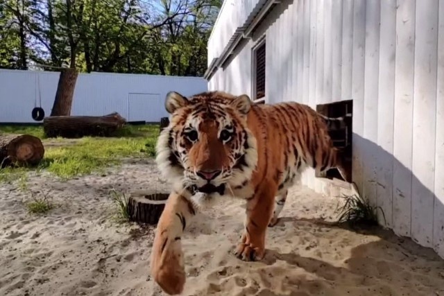   Скриншот из видео зоопарка Ростова-на-Дону