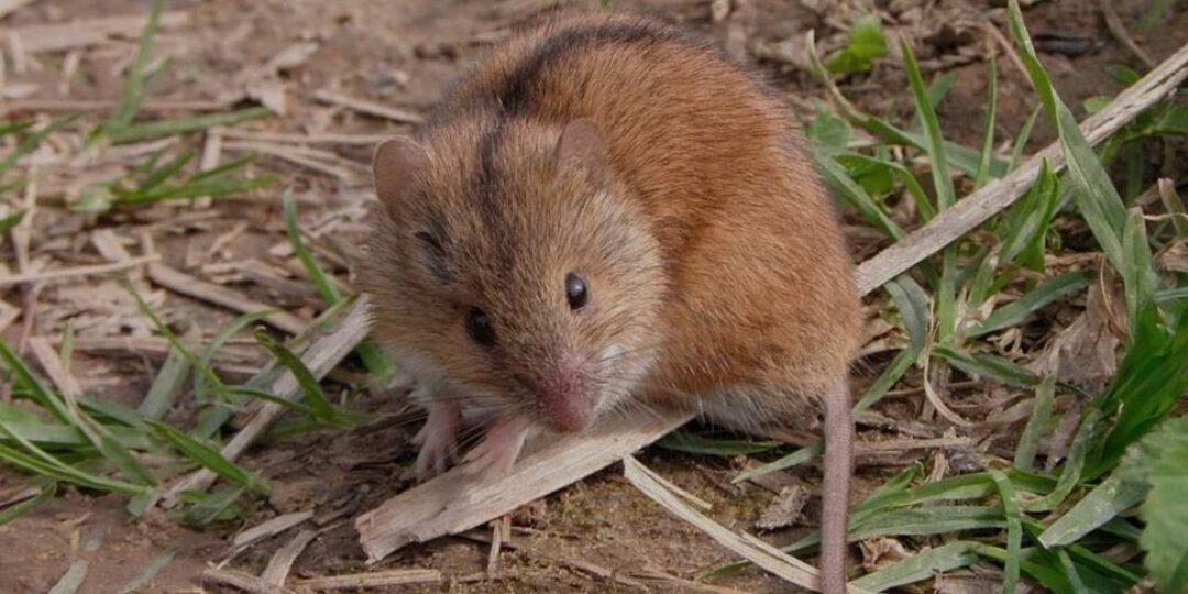 Почему надо радоваться, если на вашем участке завелись мыши, а не гнать их