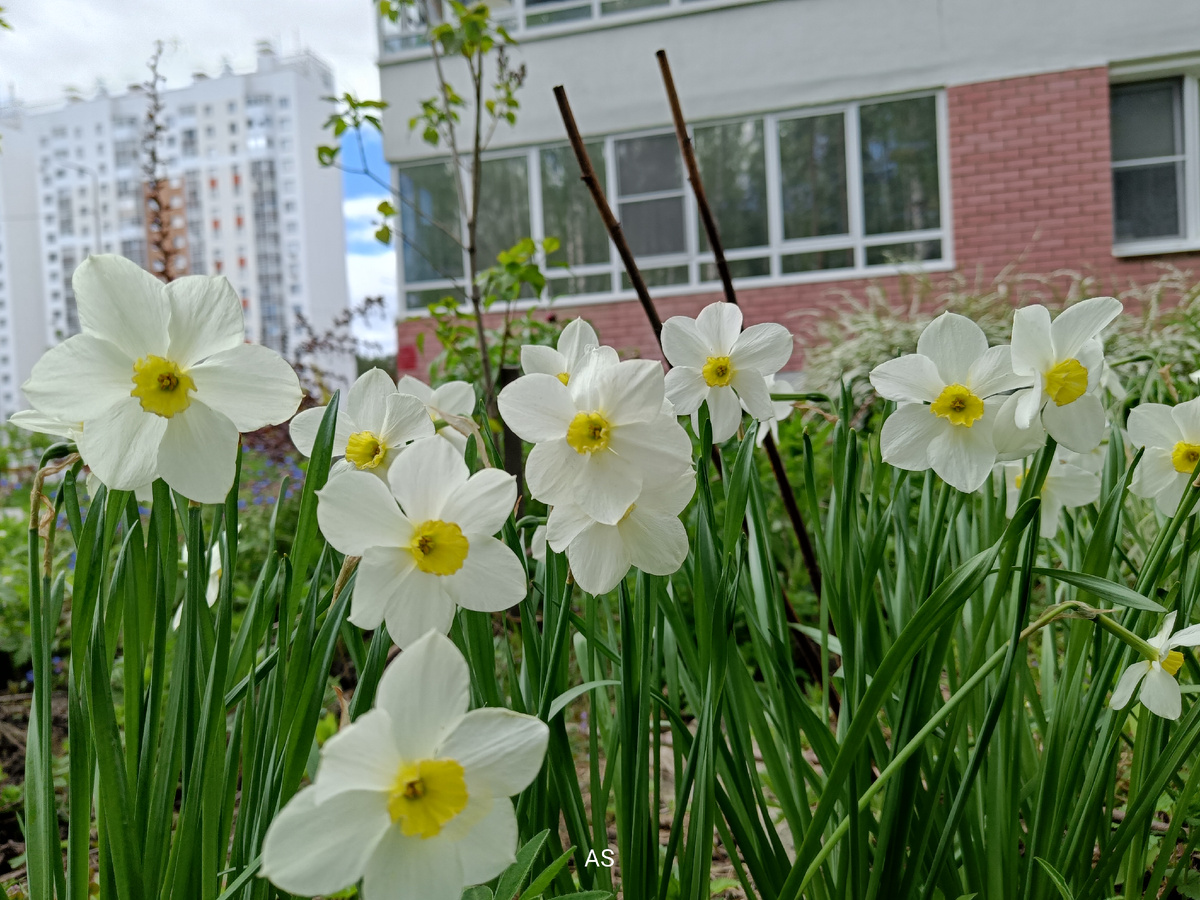 Цветы на Цветаевой, май 2025 