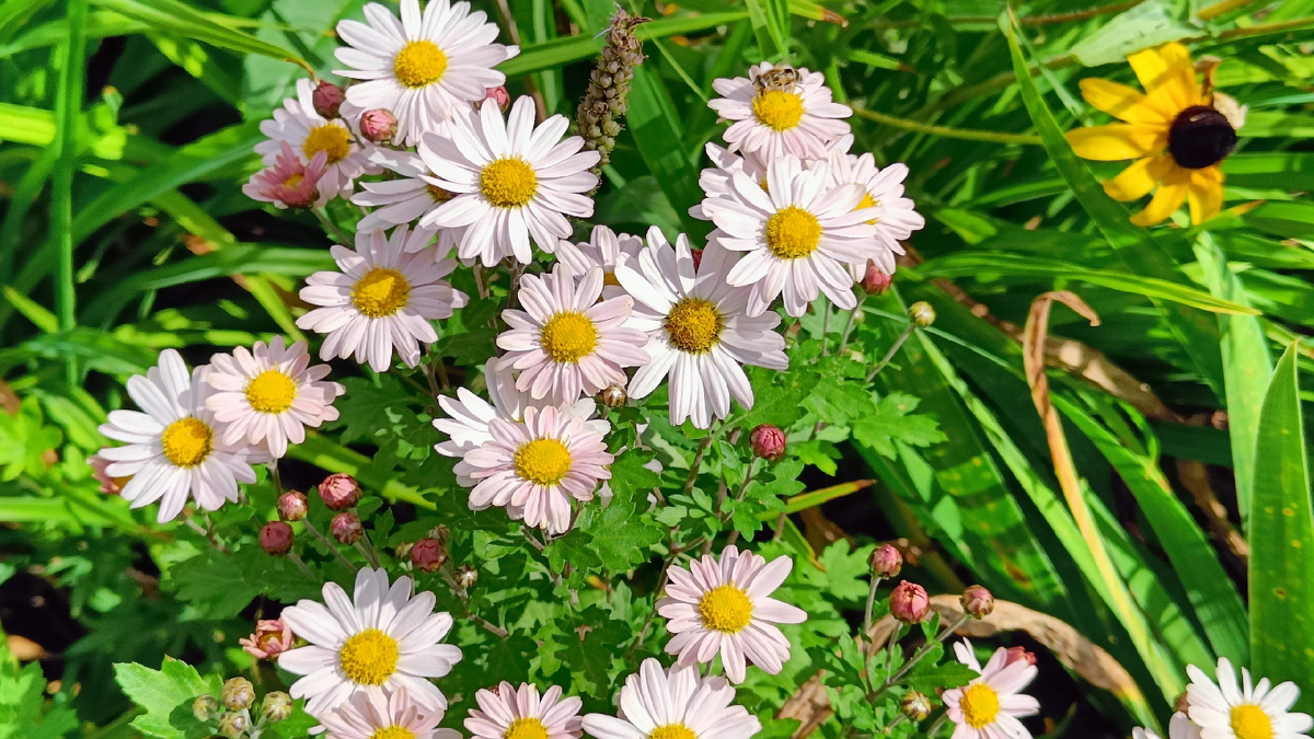 Хризантемы — завершающий штирх в смене многоцветья миксбордера  