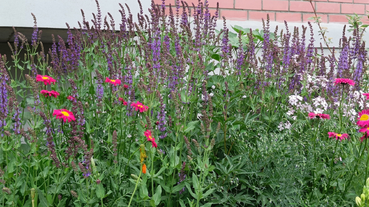 Начало лета: шалфей, вечерница Матроны и перетрум 