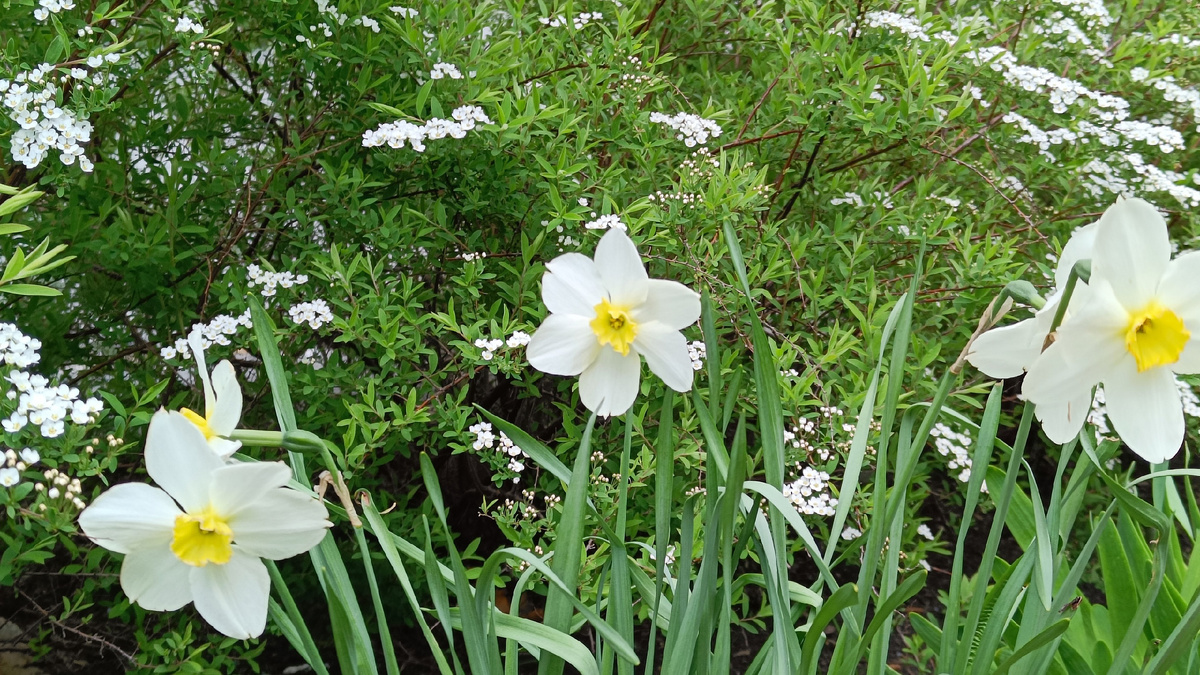 Рабатка на узком газоне. 17 метров — 19 спирей, посажены двумя руками. Нарциссов штук 300. Тюльпаны и мускари пали под натиском мышей-полевок. 9 мая 2025 