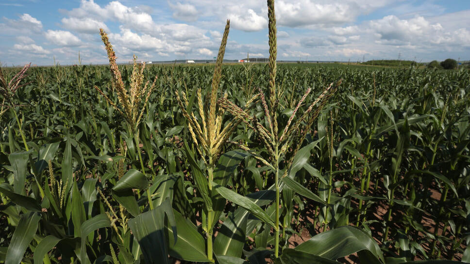 Фото: Максим Кимерлинг / Коммерсантъ