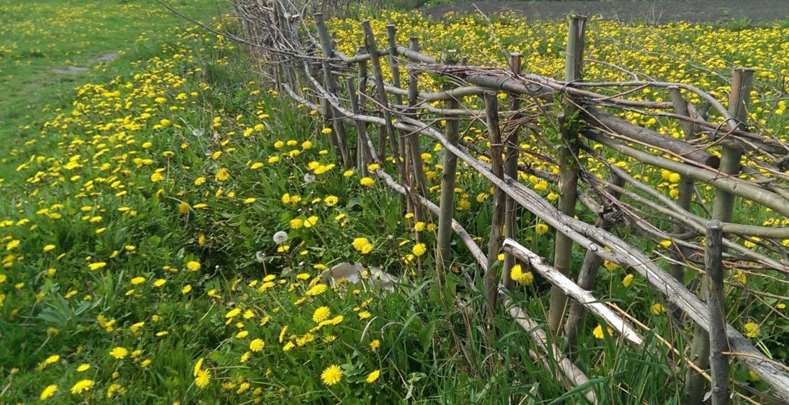    Фото: НИА "Экология"