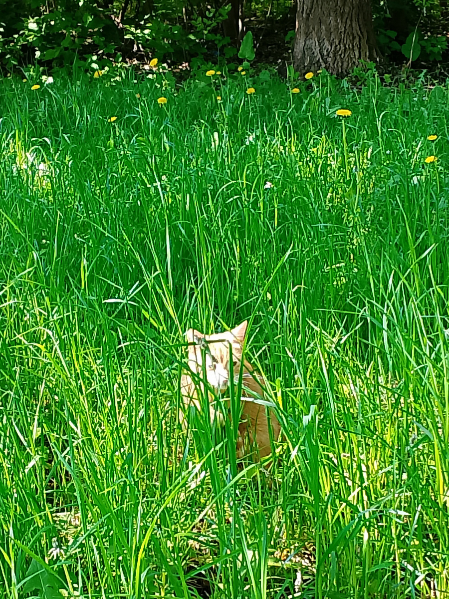 Сидит в траве. Близко подходить боится. 