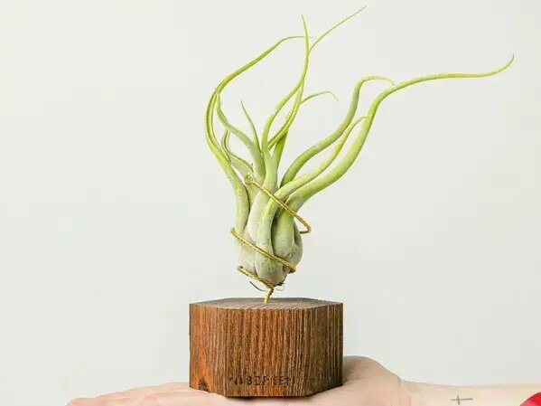   Подходящие цветы для дизайна в маленьком помещении, доставка от AzaliaNow Вера Курилыч