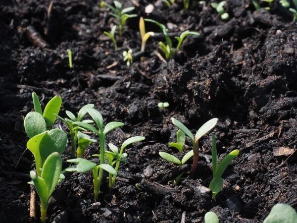    Фотография с сайта pixabay,com Ксения Евдокимова