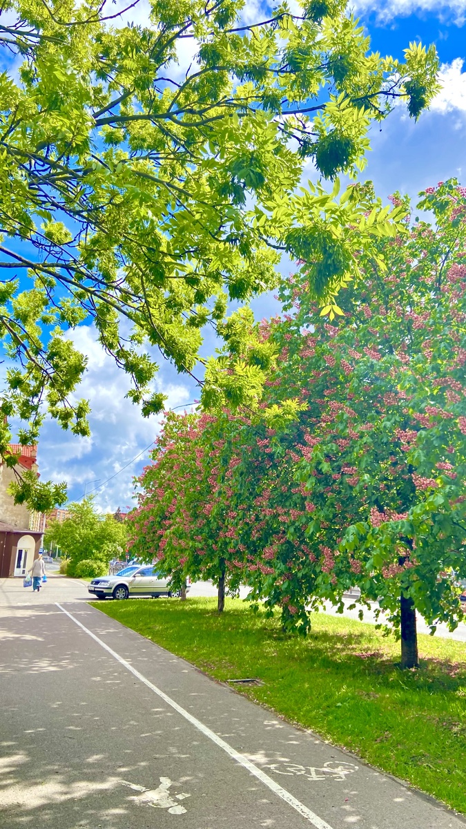 Аллея розовых каштанов в Калининграде 
