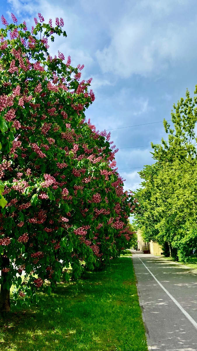 Калининград. Розовые каштаны