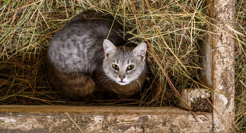    Экоферма «Былинкино» в Луховицах – козья ферма, сыроварня и экоотель / Медиасток.рф