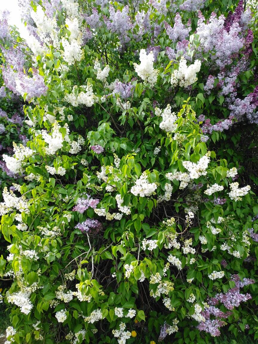 Сирень вКолесникова. 