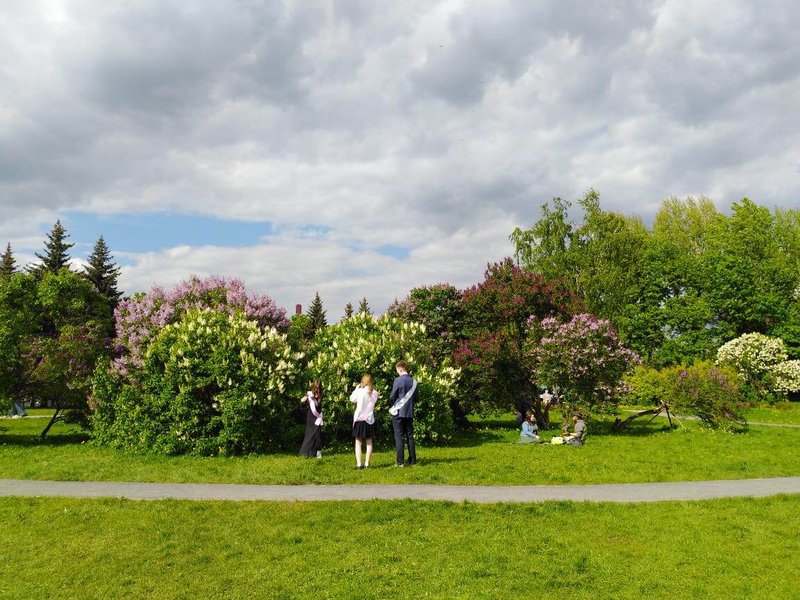 Сиреневый парк