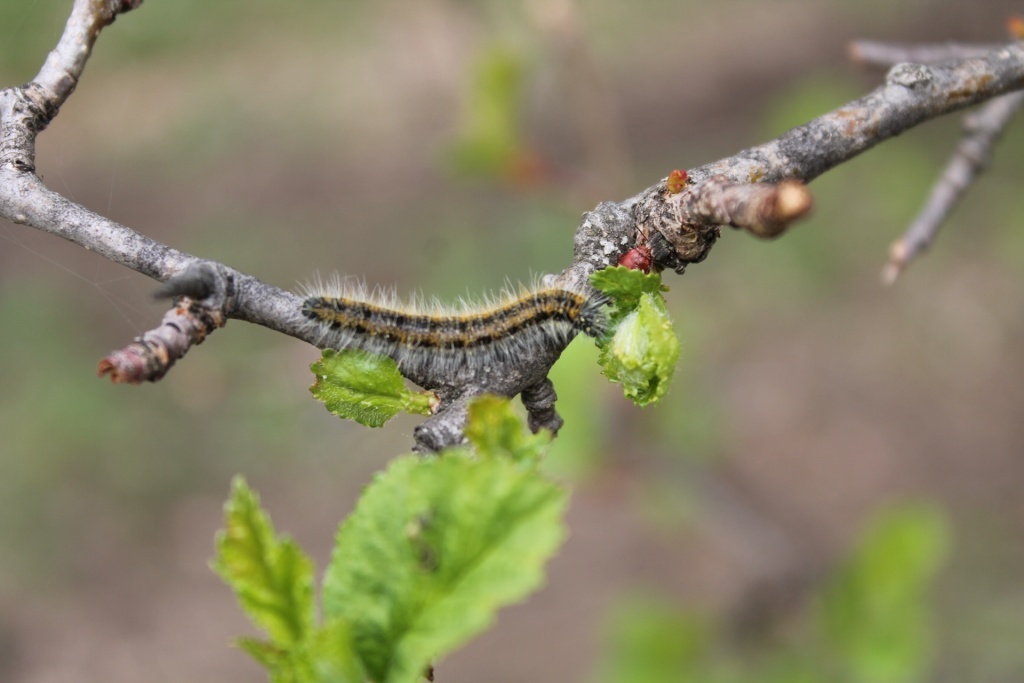  Гусеница боярышницы