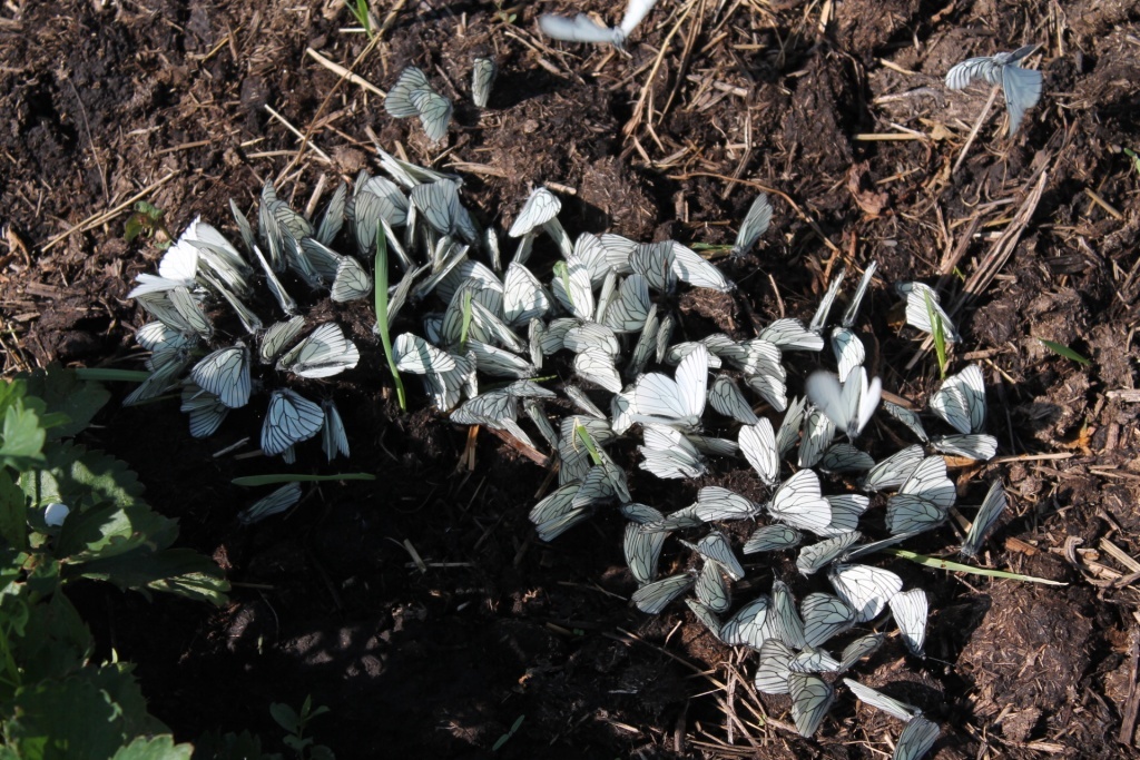  Бабочки боярышницы