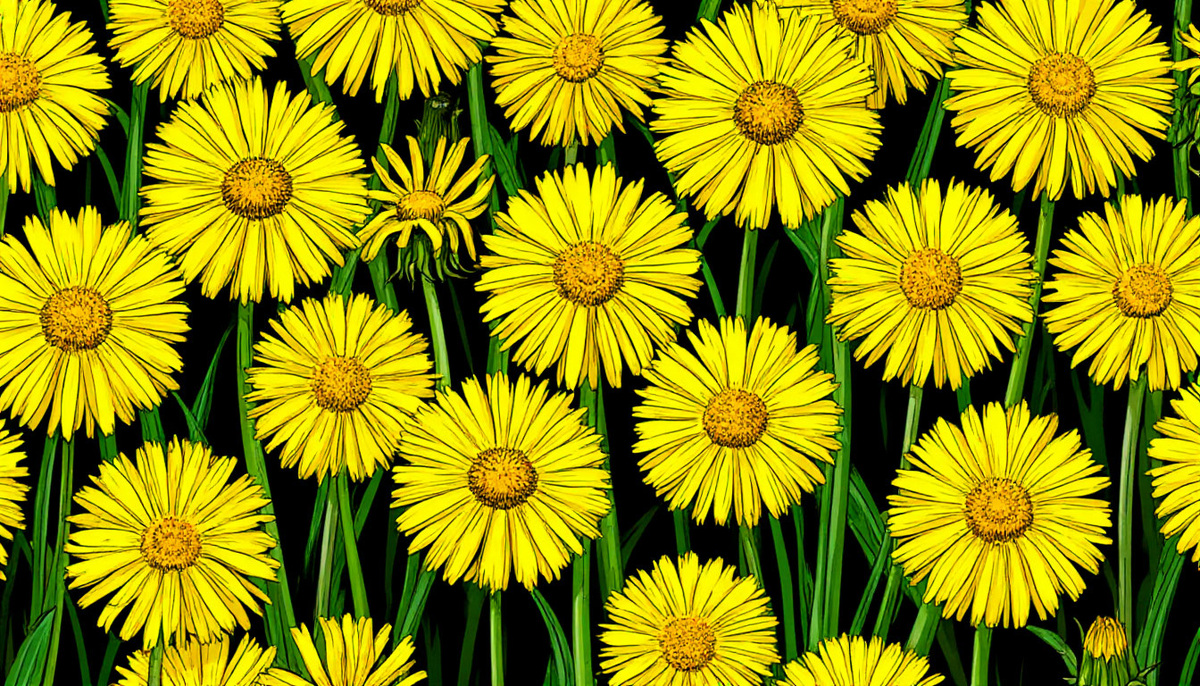 Ключевые слова: применение одуванчиков на огороде, настой одуванчика для растений