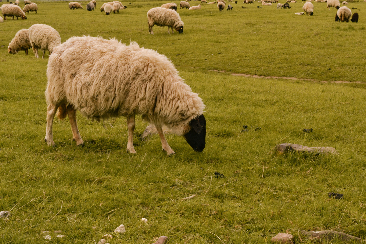 Картинка с бесплатного фотостока https://unsplash.com, автор Irma Bopp