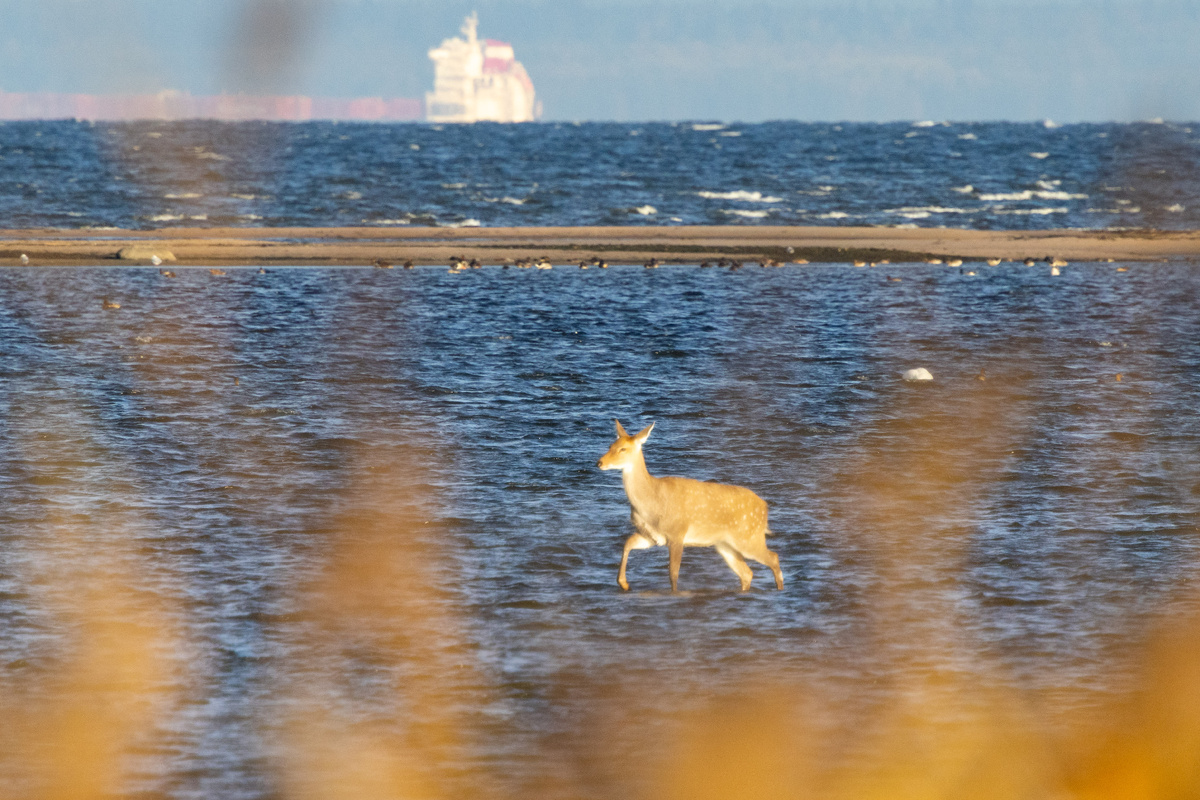 Олени в Кургальском заповеднике!