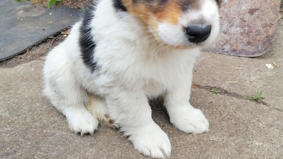 Животным в орловском приюте "Альфа" нужна помощь! Ведь у них лапки