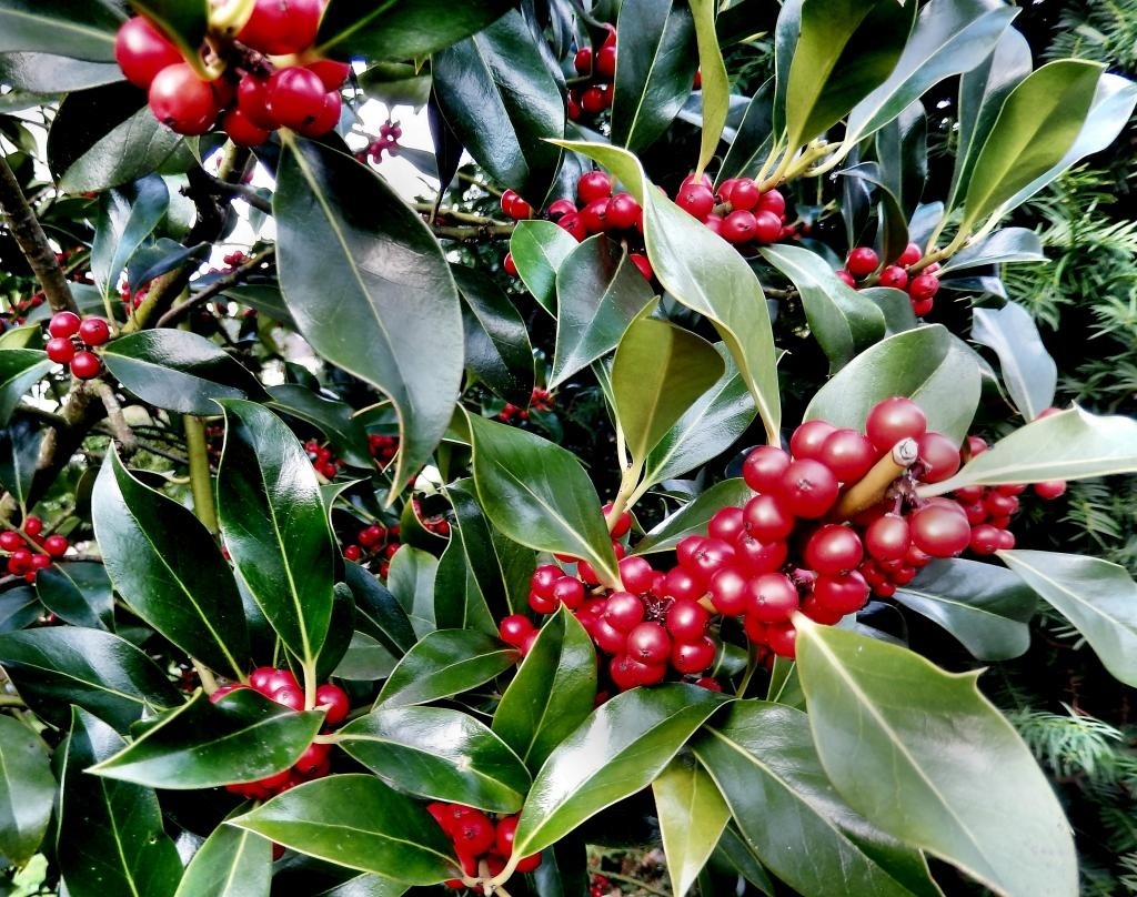 Лавровишня